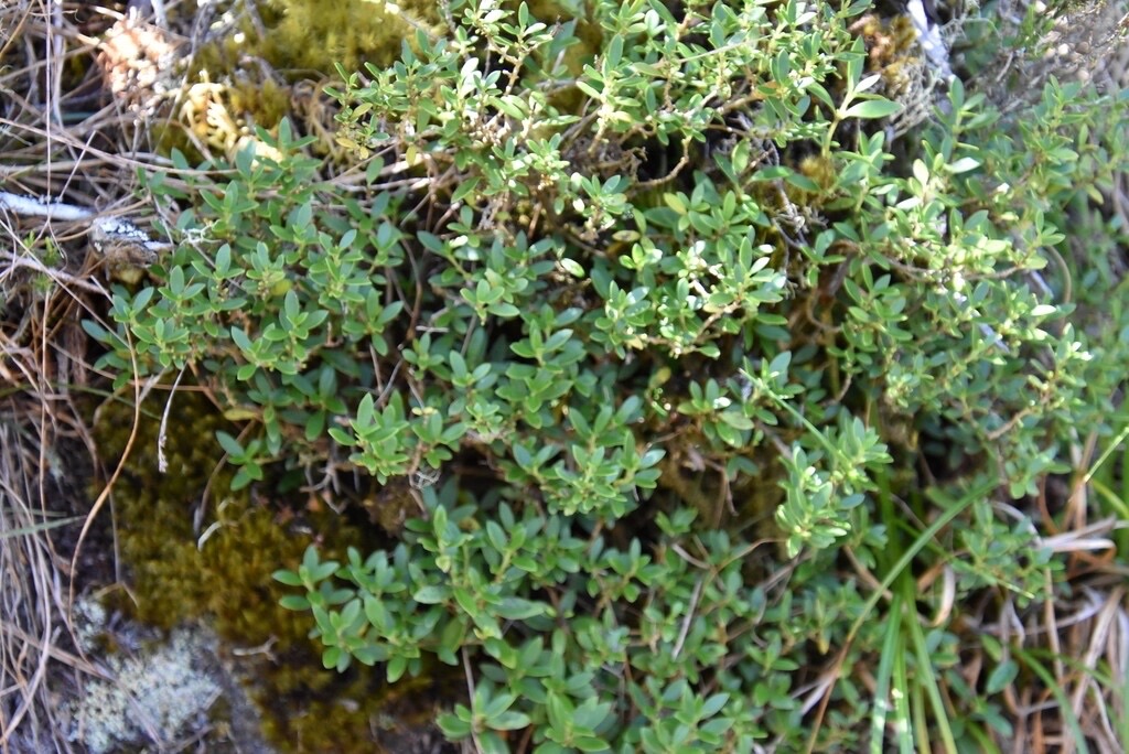 Geniostoma-pedunculatum_Petit-Bois-de-piment_LOGANIACEAE_Endemique-Reunion-Maurice_MB3_4353.jpg