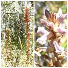 Orobanche-minor_OROBANCHACEAE_Potentiellement-envahissant_20231101_184338.jpg