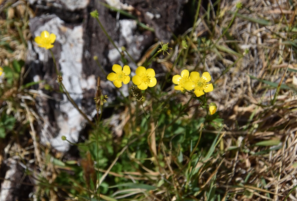 Ranunculus-bulbosus_Renoncule_RANUNCULACEAE_Potentiellement-envahissant_MB3_4349b.jpg