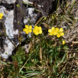 Ranunculus-bulbosus_Renoncule_RANUNCULACEAE_Potentiellement-envahissant_MB3_4349b.jpg