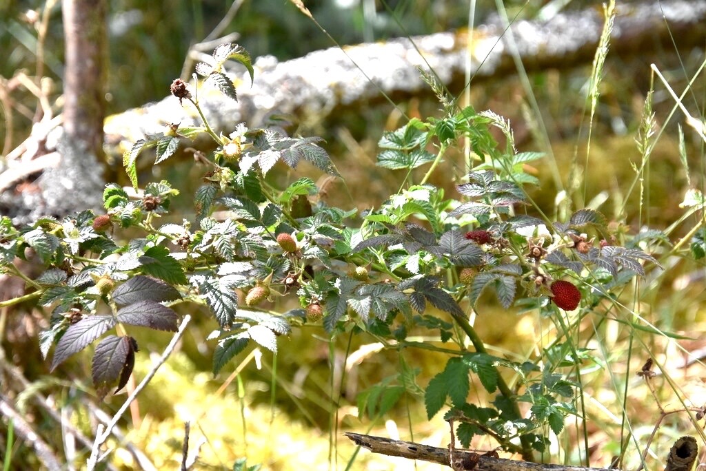 Rubus-rosifolius_Frambosier_ROSACEAE_EE_MB3_4347.jpg