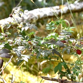 Rubus-rosifolius_Frambosier_ROSACEAE_EE_MB3_4347.jpg