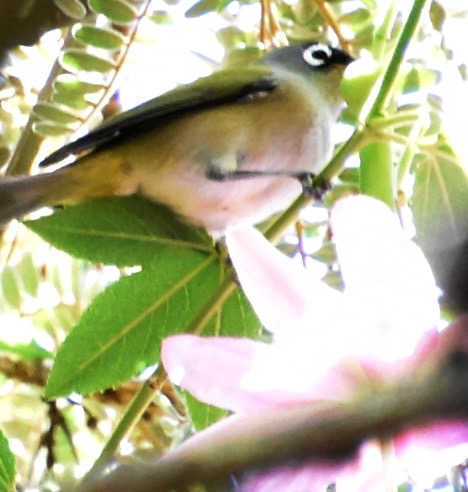 Zosterops-olivaceus_Oiseau-vert-a-lunettes-se-delectant-du-nectar-de-la-passiflore-banane__ZOSTEROPIDAE_Endemique-Reunion_MB3_4385b1.JPG