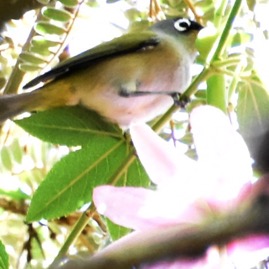 Zosterops-olivaceus_Oiseau-vert-a-lunettes-se-delectant-du-nectar-de-la-passiflore-banane__ZOSTEROPIDAE_Endemique-Reunion_MB3_4385b1.JPG