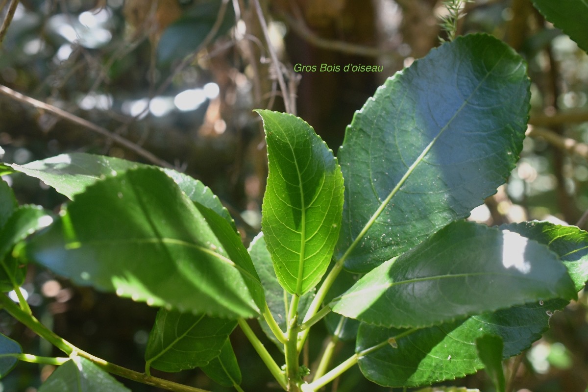 Claoxylon glandulosum Gros Bois d'oiseau E uphorbiaceae Endémique La Réunion 34.jpeg