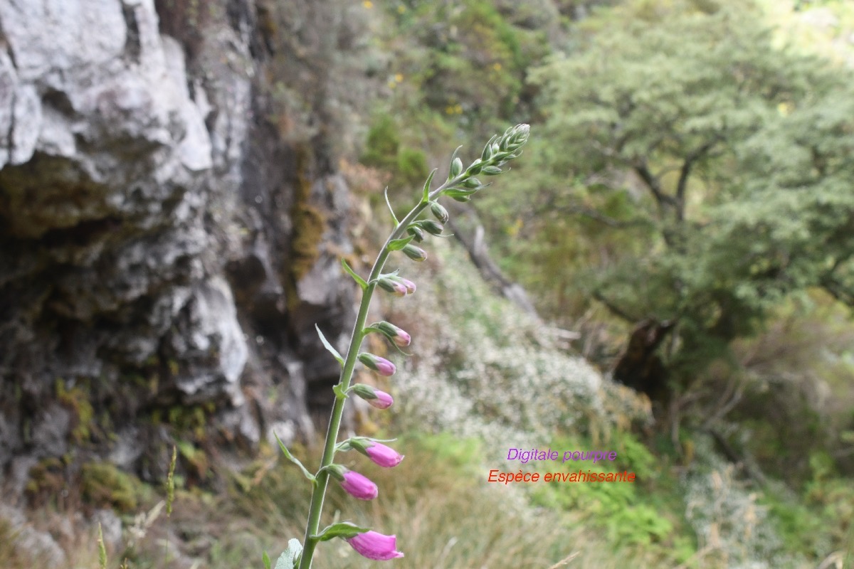 Digitalis purpurea Digitale pourpre Plantaginace E E 126.jpeg