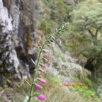 Digitalis purpurea Digitale pourpre Plantaginace E E 126.jpeg