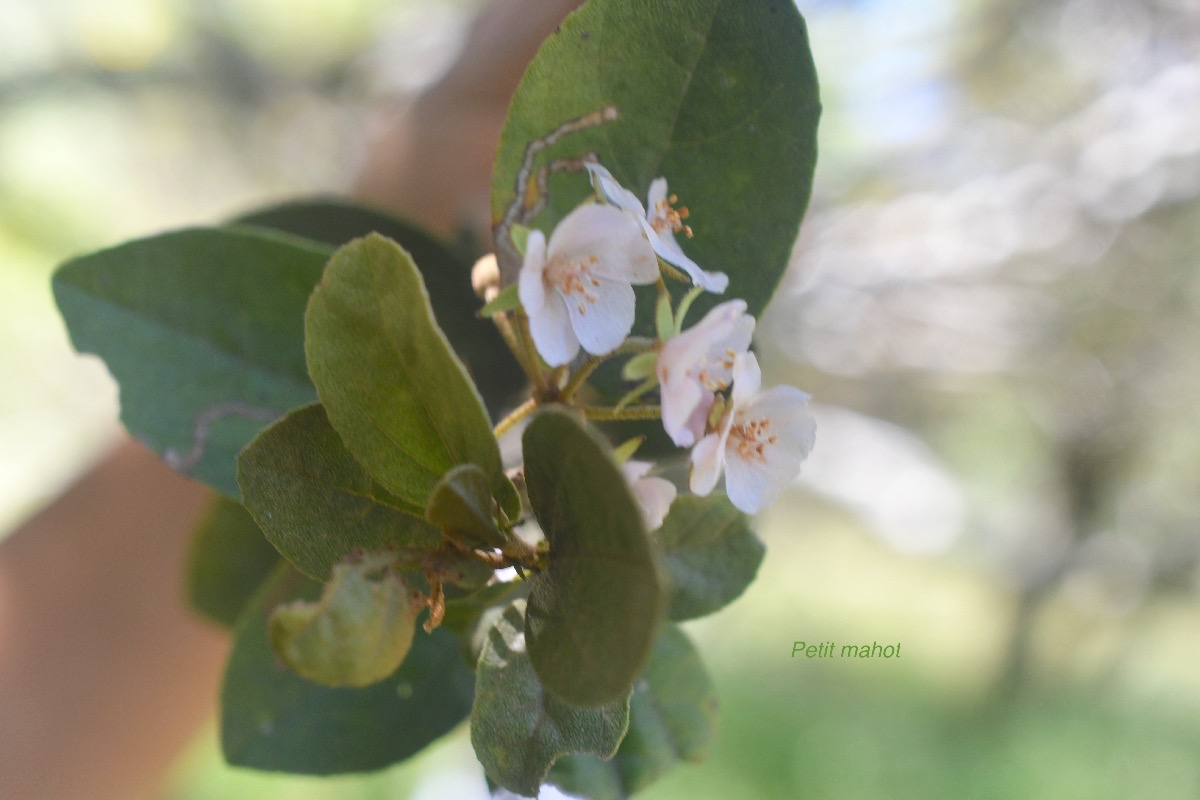 Dombeya ficulnea Petit mahot Malva ceae Endémique La Réunion 91.jpeg