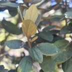 Dombeya ficulnea Petit mahot Malvaceae Endémique La Réunion 96.jpeg