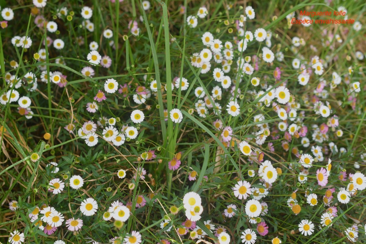 Erigeron karvinskianius Marguerite folle Asteraceae E E 40.jpeg