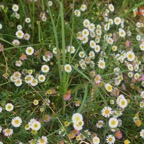 Erigeron karvinskianius Marguerite folle Asteraceae E E 40.jpeg