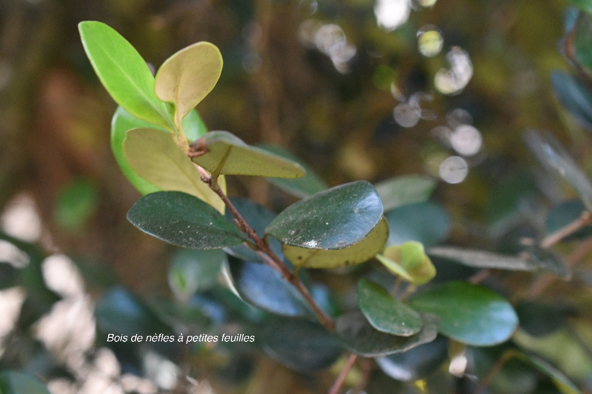 Eugenia buxifolia Bois de nèfles à petites feuilles Myrtaceae Endémique La Réunion 107.jpeg