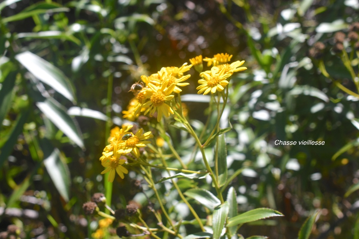 Faujasia salicifolia Chasse vieillesse Asteracea Endémique La Réunion 57.jpeg