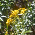 Faujasia salicifolia Chasse vieillesse Asteracea Endémique La Réunion 57.jpeg