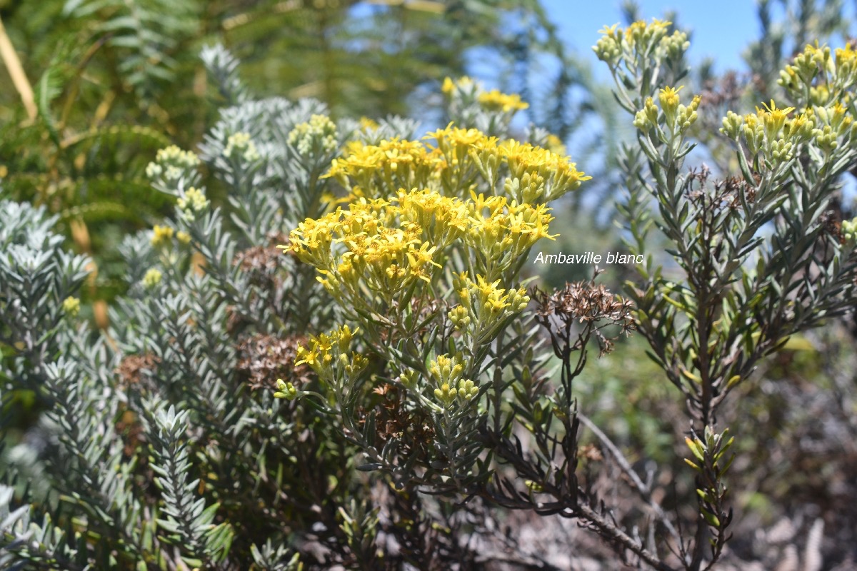 Hubertia tomentosa Ambaville blanc Asteraceae Endémique La Réunion 90.jpeg