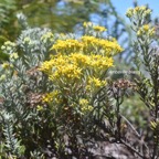 Hubertia tomentosa Ambaville blanc Asteraceae Endémique La Réunion 90.jpeg