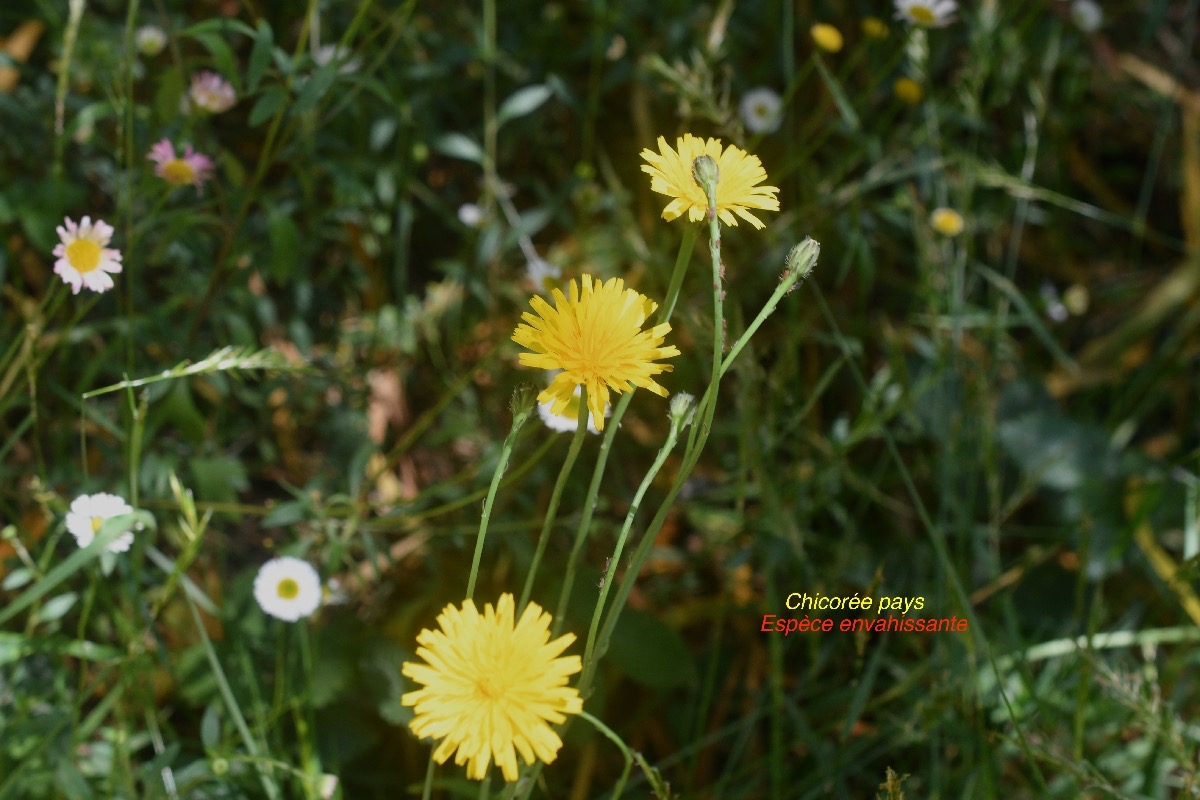 Hypochaeris radicata Chicorée pays Asteraceae E E 63.jpeg