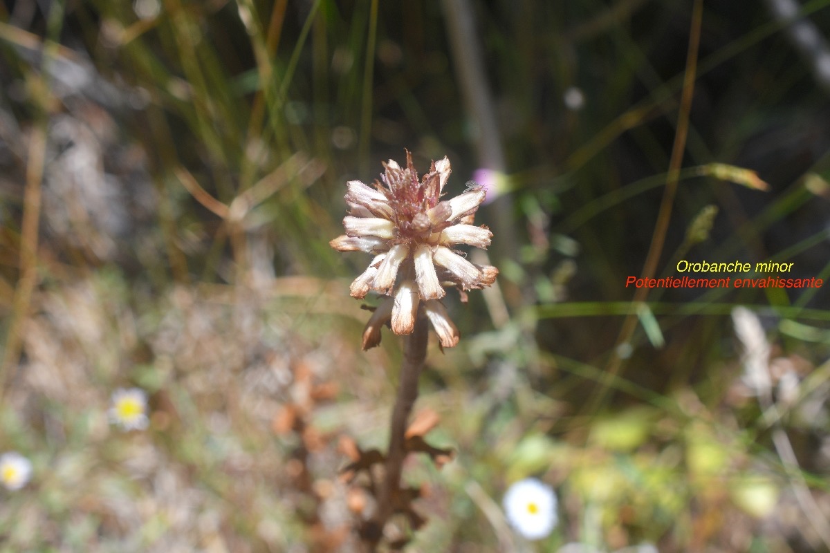 Orobanche minor Orobanchaceae Potentiellement envahissante 87.jpeg