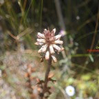 Orobanche minor Orobanchaceae Potentiellement envahissante 87.jpeg