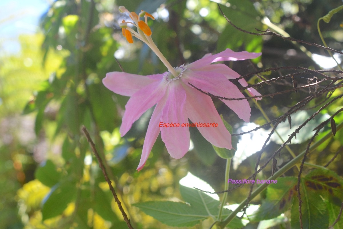 Passiflora tripartita Passiflore banane Passifloraceae E E 50.jpeg