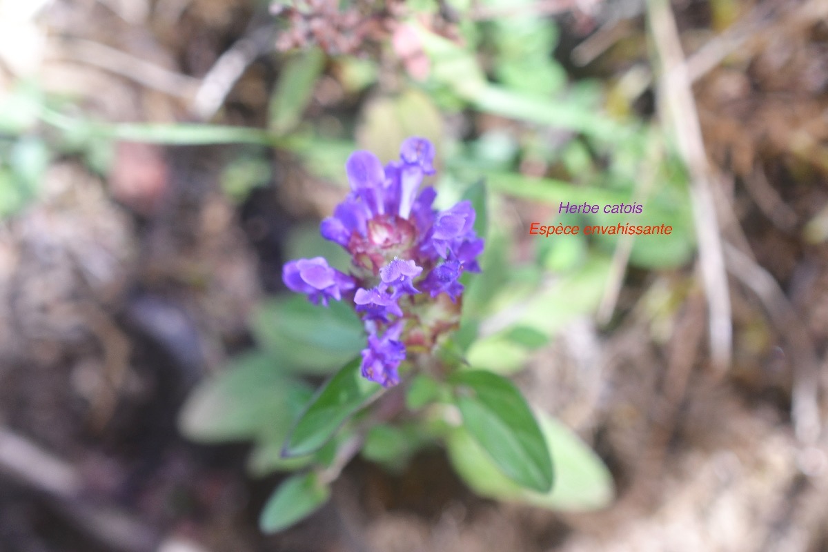 Prunella vulgaris Herbe catois Lamiaceae E E 45.jpeg