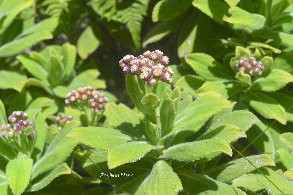 Psiadia anchusifolia Bouillon blanc Asteraceae Endémique La Réunion 102.jpeg