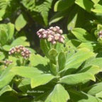 Psiadia anchusifolia Bouillon blanc Asteraceae Endémique La Réunion 102.jpeg