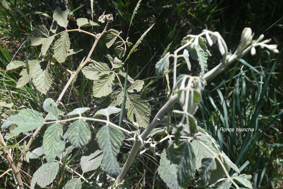 Rubus apetalus Ronce blanche Rosaceae Indigène La Réunion 114.jpeg