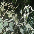 Rubus apetalus Ronce blanche Rosaceae Indigène La Réunion 114.jpeg