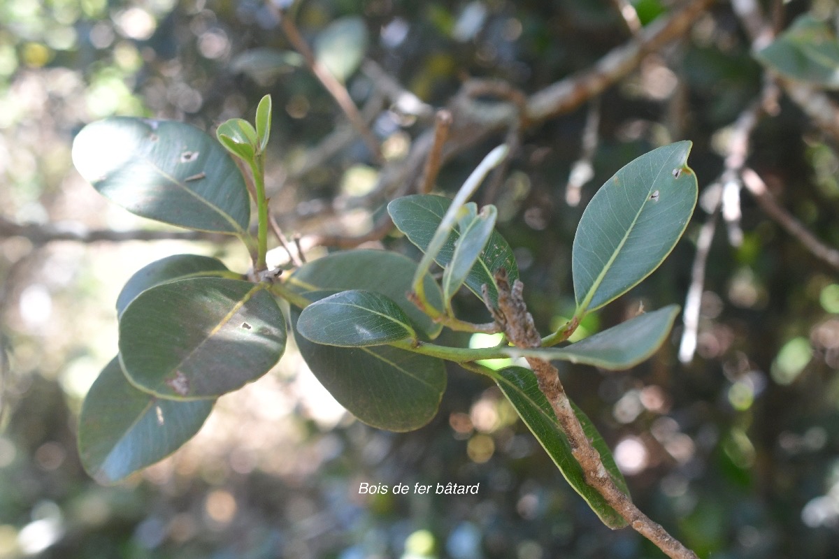 Sideroxylon borbonicum Bois de fer bâtard Sapotaceae Endémique La Réunion 105.jpeg