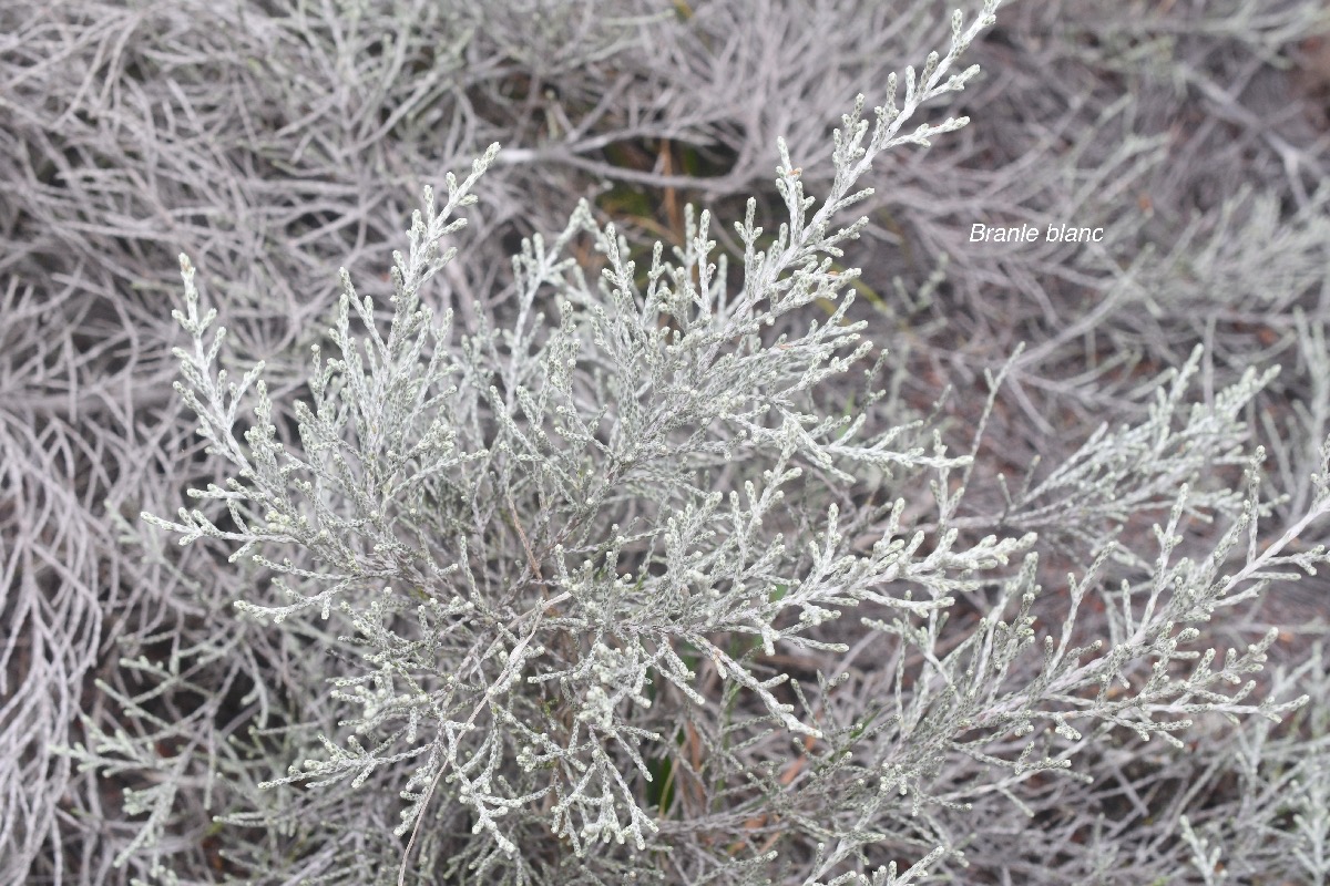 Stoebe passerinoides Branle blanc Asteraceae Endémique La Réunion 128.jpeg