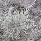 Stoebe passerinoides Branle blanc Asteraceae Endémique La Réunion 128.jpeg