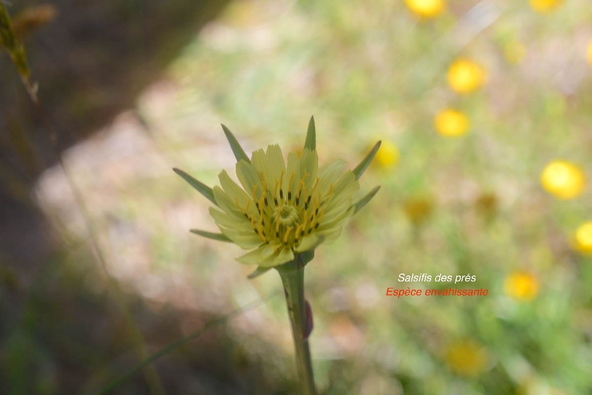 Tragopogon pratensis Salsifis des prés Asteraceae E E 28.jpeg