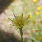 Tragopogon pratensis Salsifis des prés Asteraceae E E 28.jpeg