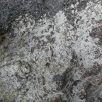 Lichen des Trous Blancs.JPG