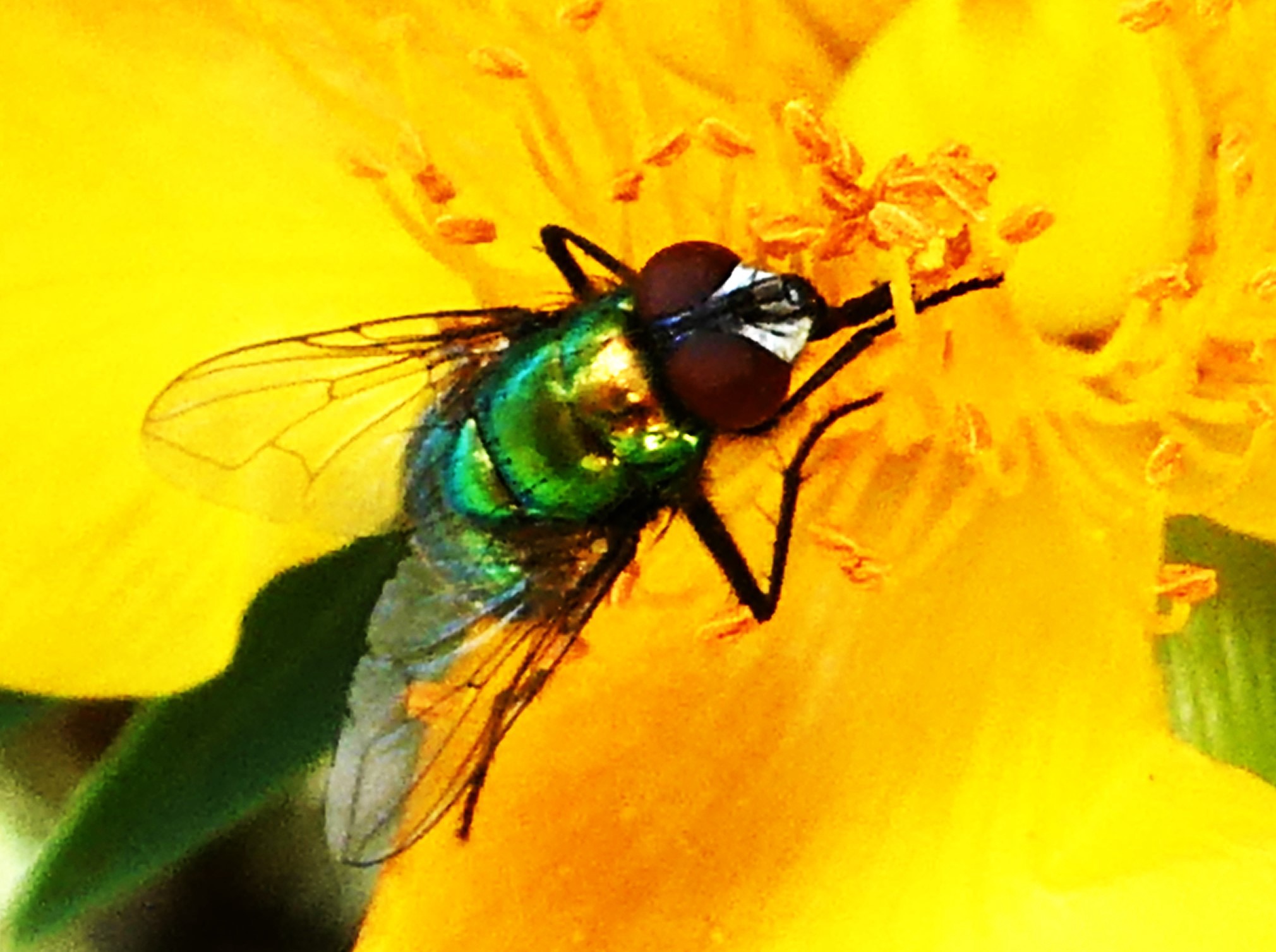 Mouche sur Hypericum lanceolatum.JPG