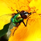 Mouche sur Hypericum lanceolatum.JPG