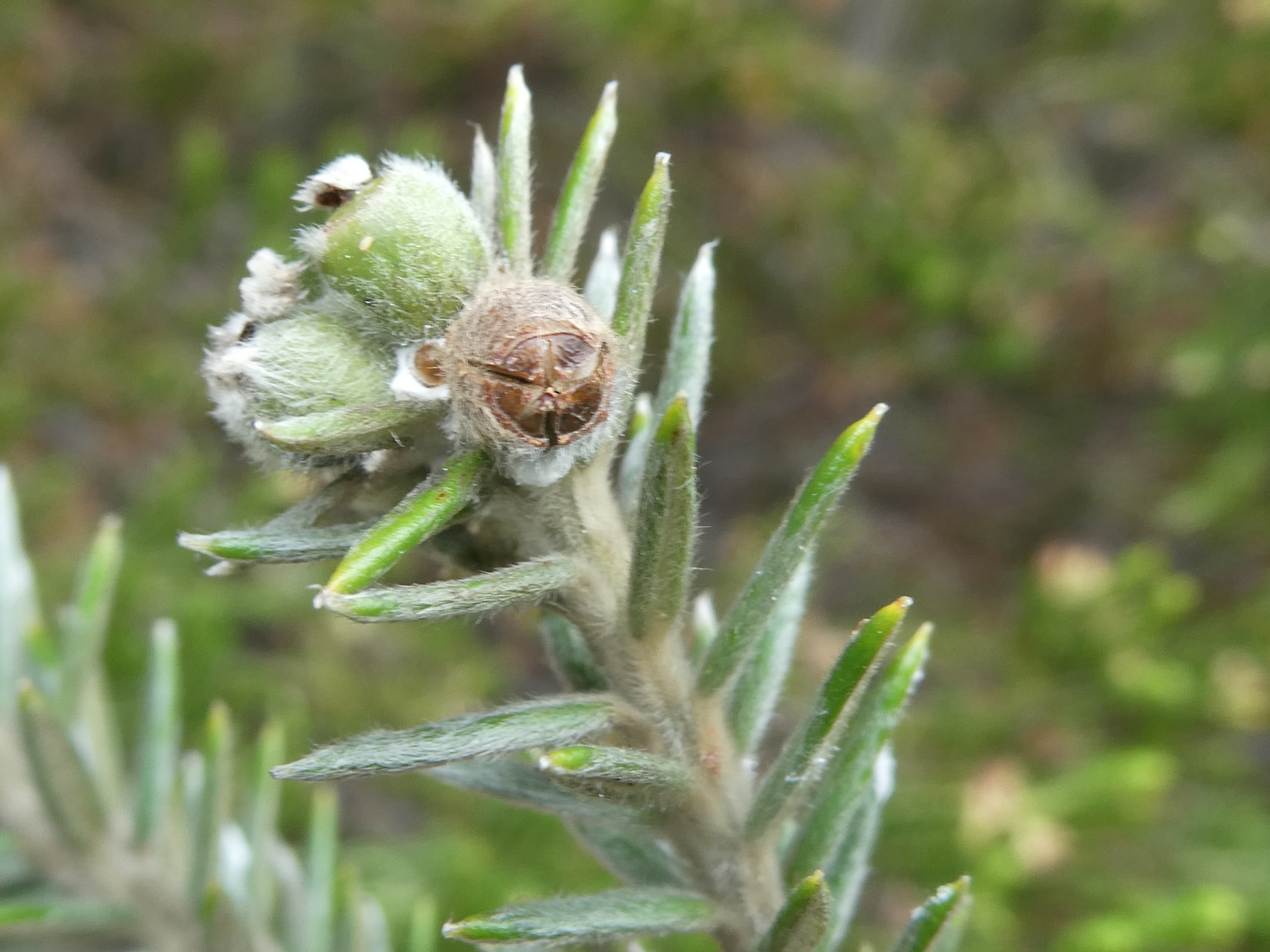 Phylica nitida.JPG