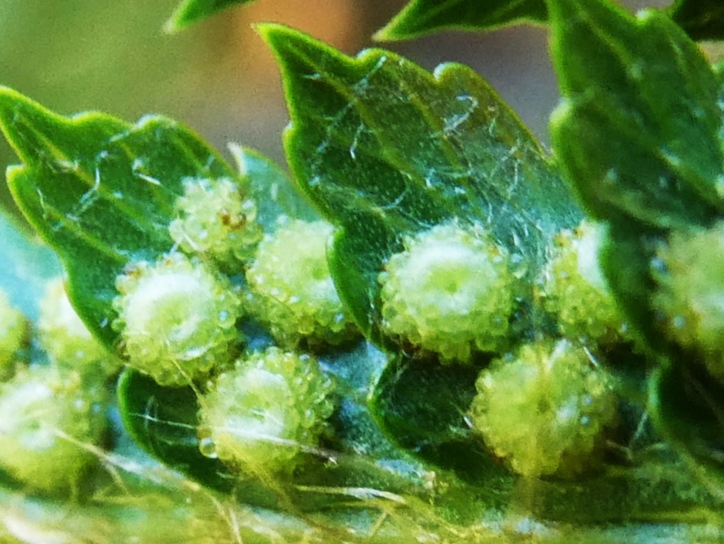 Polystichum ammifolium (1).JPG