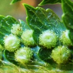 Polystichum ammifolium (1).JPG