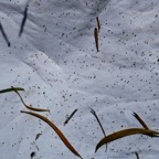 surtout des larves dans le parapluie japonais.JPG