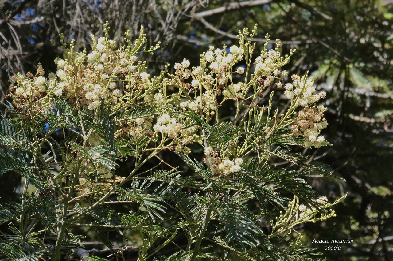 Acacia mearnsii.acacia.fabaceae.amphinaturalisé.très envahissant. (1).jpeg