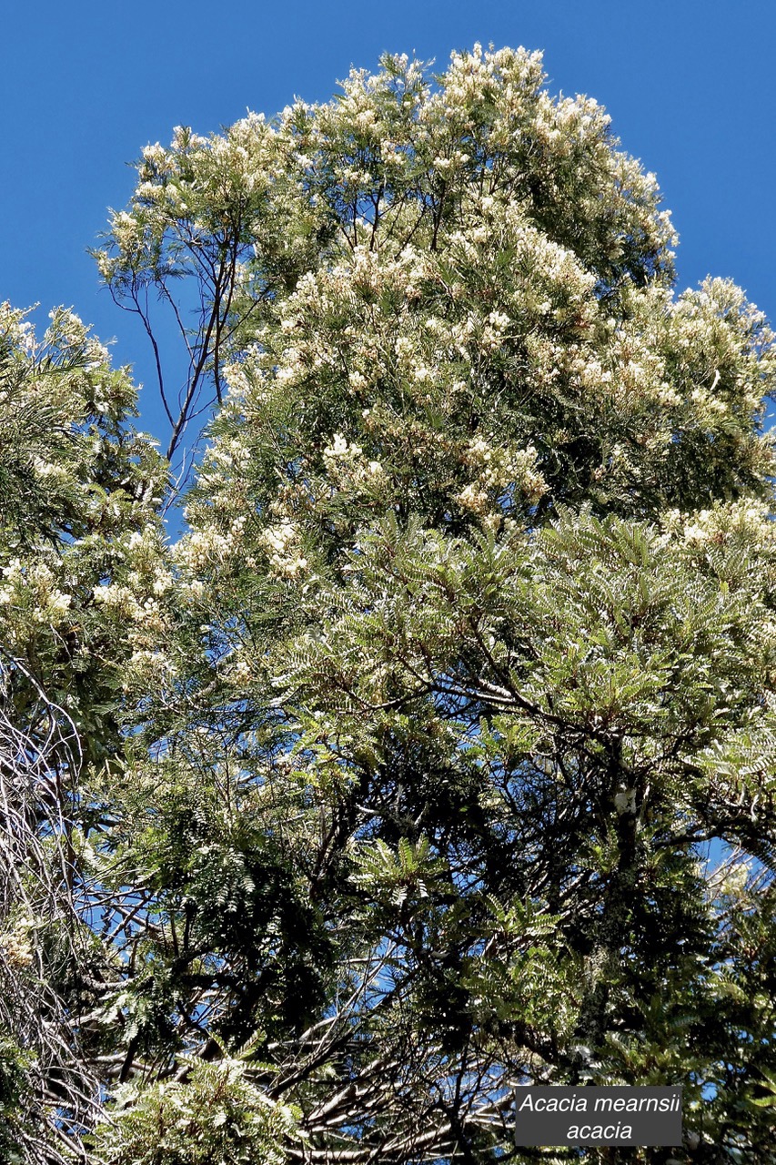 Acacia mearnsii.acacia.fabaceae.amphinaturalisé.très envahissant..jpeg