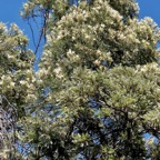 Acacia mearnsii.acacia.fabaceae.amphinaturalisé.très envahissant..jpeg