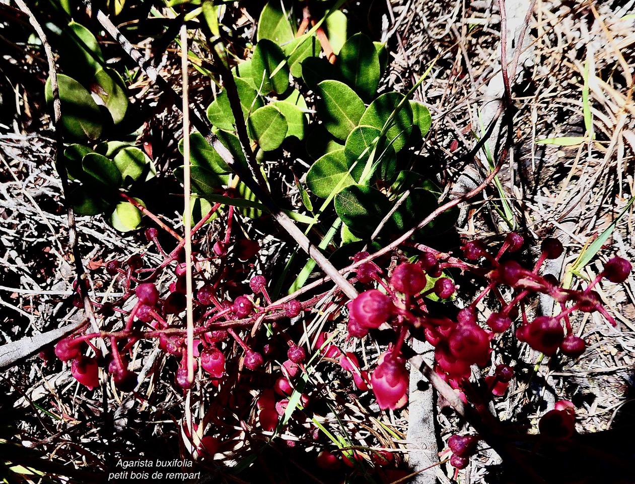 Agarista buxifolia.petit bois de rempart.ericaceae.endémique Madagascar Mascareignes..jpeg