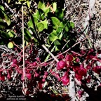 Agarista buxifolia.petit bois de rempart.ericaceae.endémique Madagascar Mascareignes..jpeg