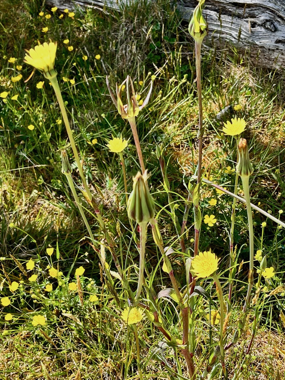 bouquet de fleurs jaunes.jpeg