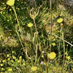 bouquet de fleurs jaunes.jpeg