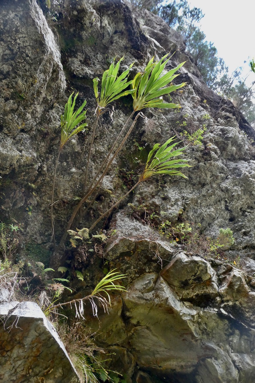 Cordyline mauritiana.canne marronne.asparagaceae.endémique Réunion Maurice.dans les rochers au dessus de la grotte.jpeg