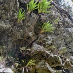 Cordyline mauritiana.canne marronne.asparagaceae.endémique Réunion Maurice.dans les rochers au dessus de la grotte.jpeg